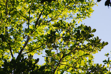 Summer and warm day in the forest, bright colors, green leaves and sky.