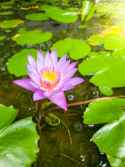 Closeup image of beautiful purple water lilly bloomin on the pond