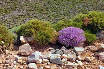 Purple flowering plant amongst spiky shrubs and rocks .