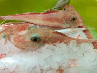 pescados sobre hielo en caja verde 