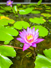 Beautiful photo of violet waterlilies growing in small pond at garden