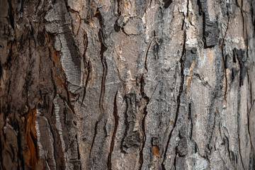 fondo abstracto de corteza de arbol de color marron	