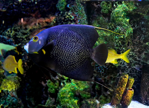 French angelfish fish (Pomacanthus paru)