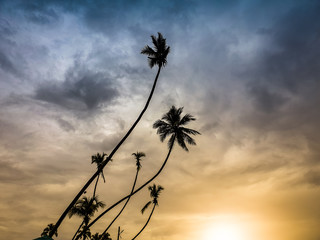 Silhouettte of high coconut palms on the tropical island against sunset evening sky