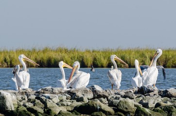 Pelicans Sitting Atop Rip Rap on Pelican Island in Barataria Bay and the Gulf of Mexico, Louisiana