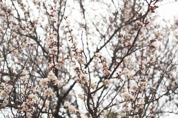 Spring flowering period, awakening of nature. Tender flowering apricot tree in garden. Layout for design. Blooming flower bud on the branches of an apricot tree. Mother's Day, Easter holiday concept.