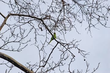 A green parrot perching on a leafless tree branch in a park in winter (Marseille, France)