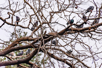 A Eurasian collared dove looking at camera and perching on a tree branch in a park in winter with many pigeons and other birds in the background (Marseille, France)