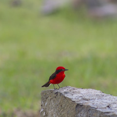 Red bird on a rock