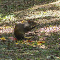 Agouti on the field 