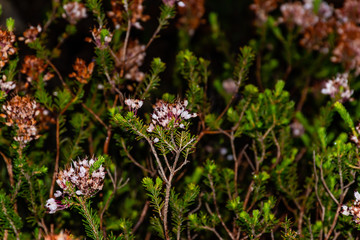 Close-up of Erica multiflora flower petals covered in morning dew shot in the wild in the Calanques natural park in the Mediterranean Basin (France)