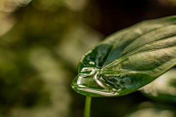 Wasser Blatt