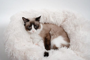 cat on a pillow