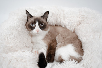 cat on a pillow