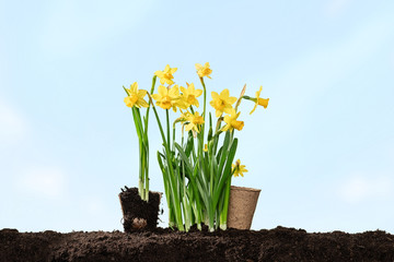 Narcissus flower with roots and soil with sky