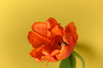 Red tulip singled centered on yellow background close up 