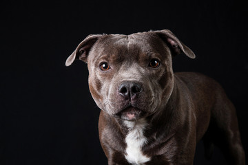 Kind American Staffordshire Terrier standing in studio