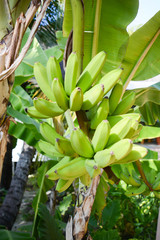 Obraz premium nature background