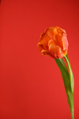 7. Red Tulip long stem on right side with red background and green leaves with copy space
