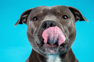Adorable American Staffordshire Terrier standing in studio