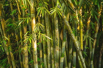 Close up photo of exotic plants on island