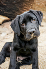 Labrador puppy