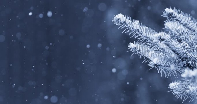 Natural randomly falling snow on a background of blue spruce branches. Blackmagic Cinema Camera.