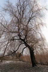 Winter trees in the hungarian countryside