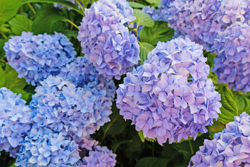Beautiful fresh pastel purple hydrangea flowers in full bloom in the garden.