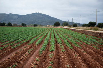 plantaci&oacute;n de patatas