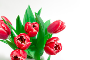 Bouquet of red tulips on a white background. International women day. Holidays. Hello spring
