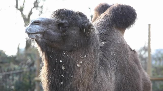 Bactrian Camel feeding in the zoo