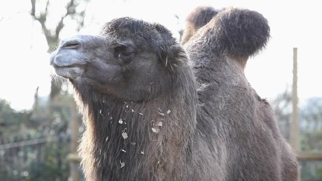 Bactrian Camel feeding in the zoo