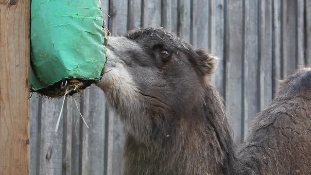 Bactrian Camel feeding in the zoo
