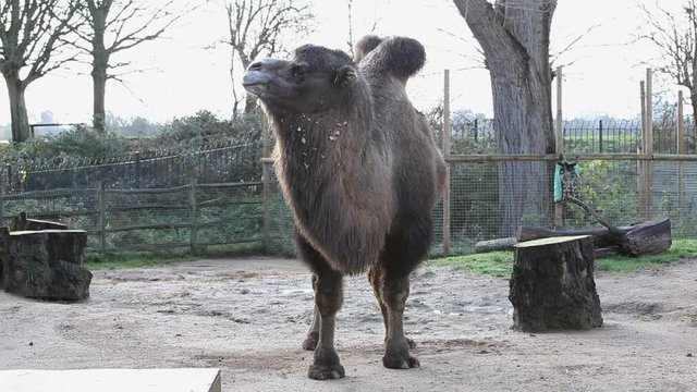 Bactrian Camel feeding in the zoo