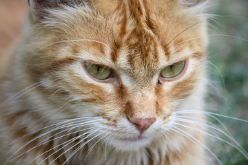 Primo piano gatto Selvatico rosso