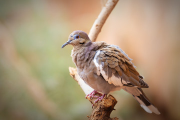 White winged dove sitting on a tree branch 