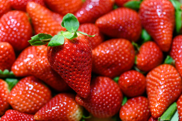 Ripe large red strawberries stacked side by side.