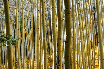 A grove of aspen trunksA grove of aspen trunks reflecting the golden colors of fall