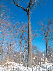 snow on trees the day after the snow storm