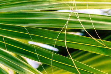 Tropical Palm Leaves Texture, close up
