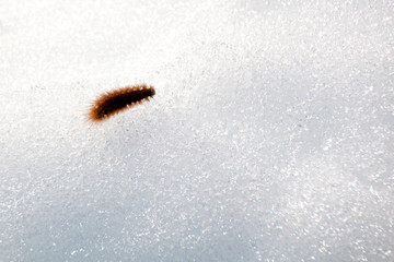 worm in the snow in a sunny day