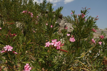 Blühender Oleander in Berg- und Felslandschaft