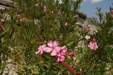 Fototapeta na wymiar Blühender Oleander in felsiger Berglandschaft