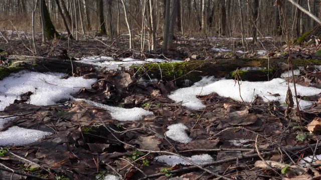 Thawed patches with last year's fallen leaves in the spring forest. Dolly shot.