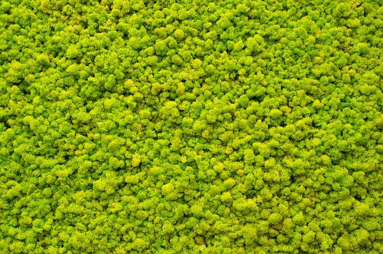 Natural Texture Of Reindeer Moss Decorative Green Moss Plant On