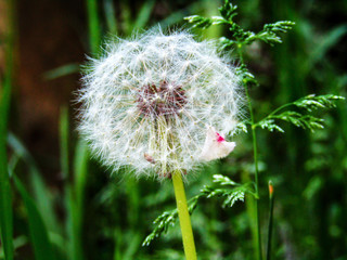  Fluffy dandelion in spring green grass