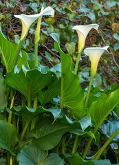 Flores de alcatraz en mi jardin. 