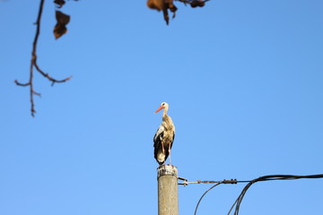 A white stork sits on a power pole