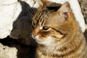 Naklejka na ściany i meble A profile of a sweet tabby cat with amber-colored eyes enjoying the early spring sun